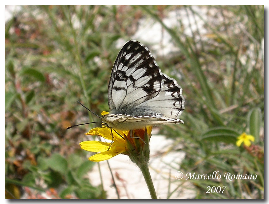 Una mattina di maggio in compagnia della Melanargia pherusa